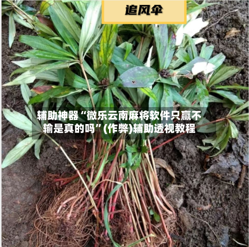 辅助神器“微乐云南麻将软件只赢不输是真的吗”(作弊)辅助透视教程