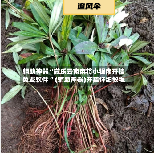 辅助神器“微乐云南麻将小程序开挂免费软件 ”(辅助神器)开挂详细教程