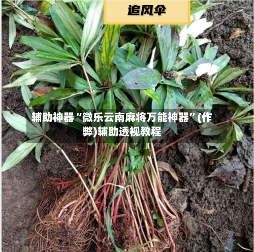 辅助神器“微乐云南麻将万能神器”(作弊)辅助透视教程