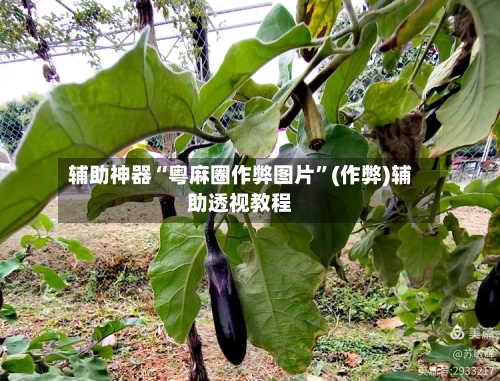 辅助神器“粤麻圈作弊图片”(作弊)辅助透视教程-第3张图片